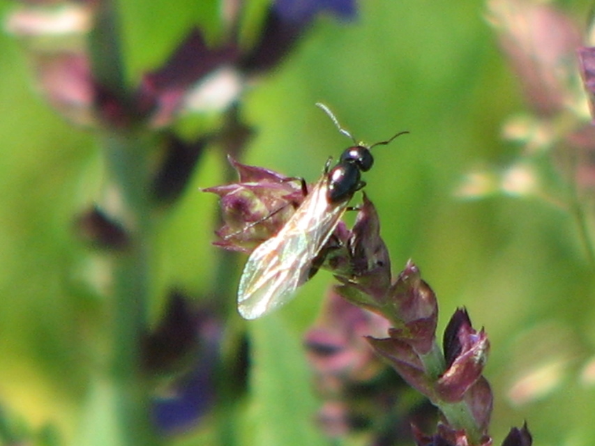 Camponotus