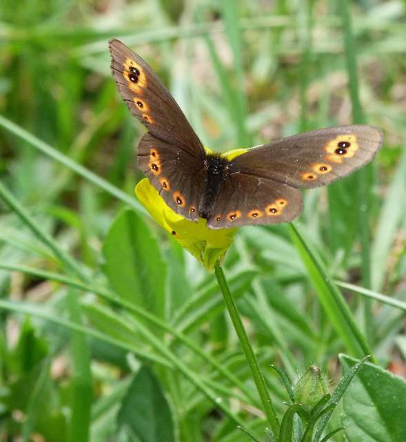 Erebia medusa - tavaszi szerecsenlepke