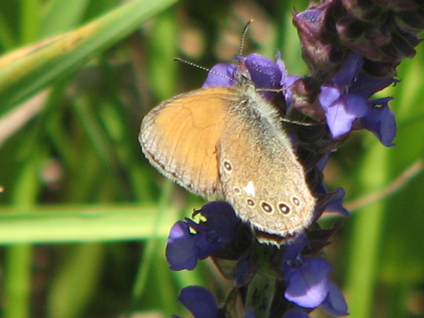 Coenonympha glycerion - közönséges szénalepke