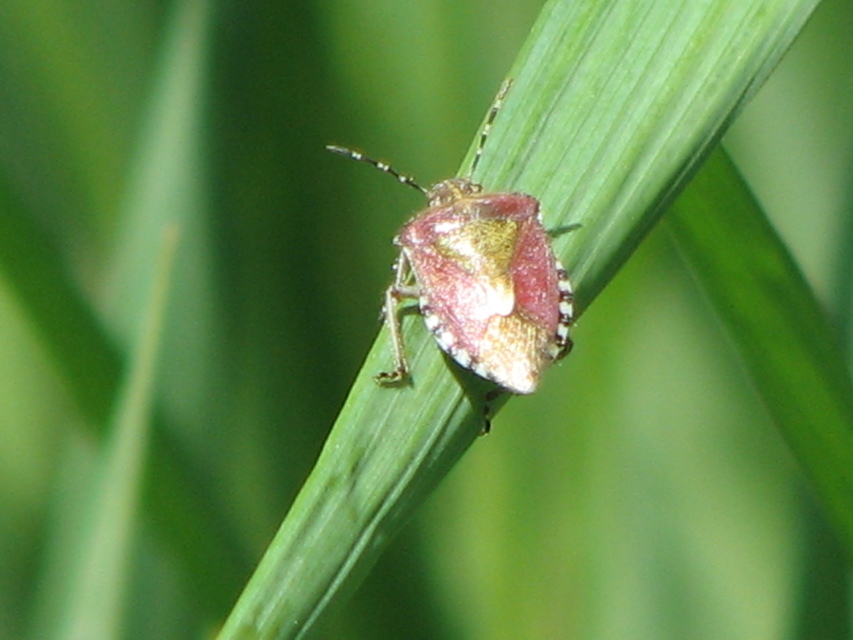 Dolycoris baccarum - közönséges bogyómászó-poloska Dolycoris baccarum - közönséges bogyómászó-poloska