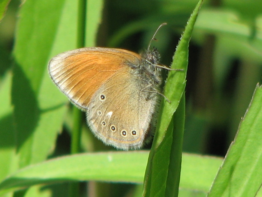 Coenonympha glycerion - közönséges szénalepke