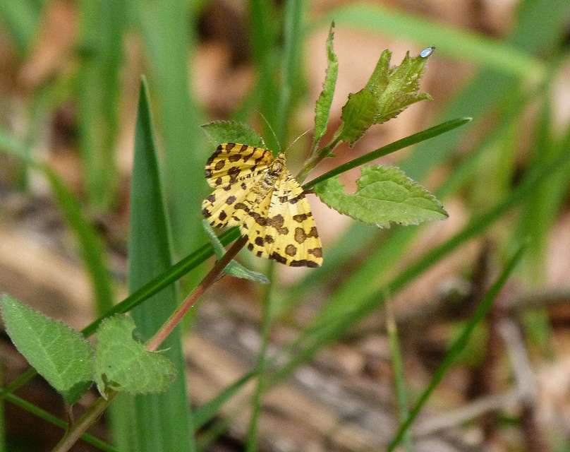 Pseudopanthera macularia - párducfoltos araszoló