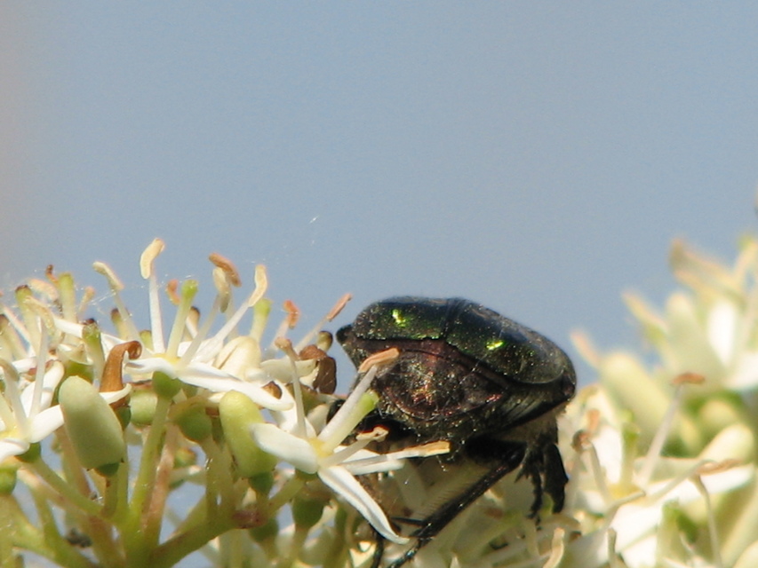 Cetonia aurata - aranyos virágbogár