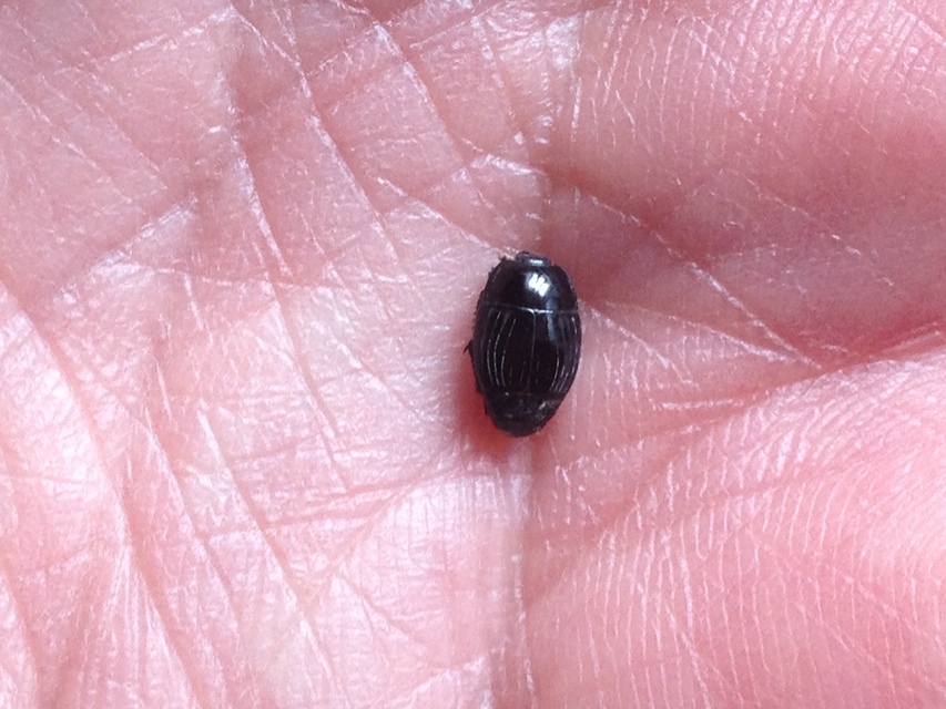 Histeridae - sutabogárfélék