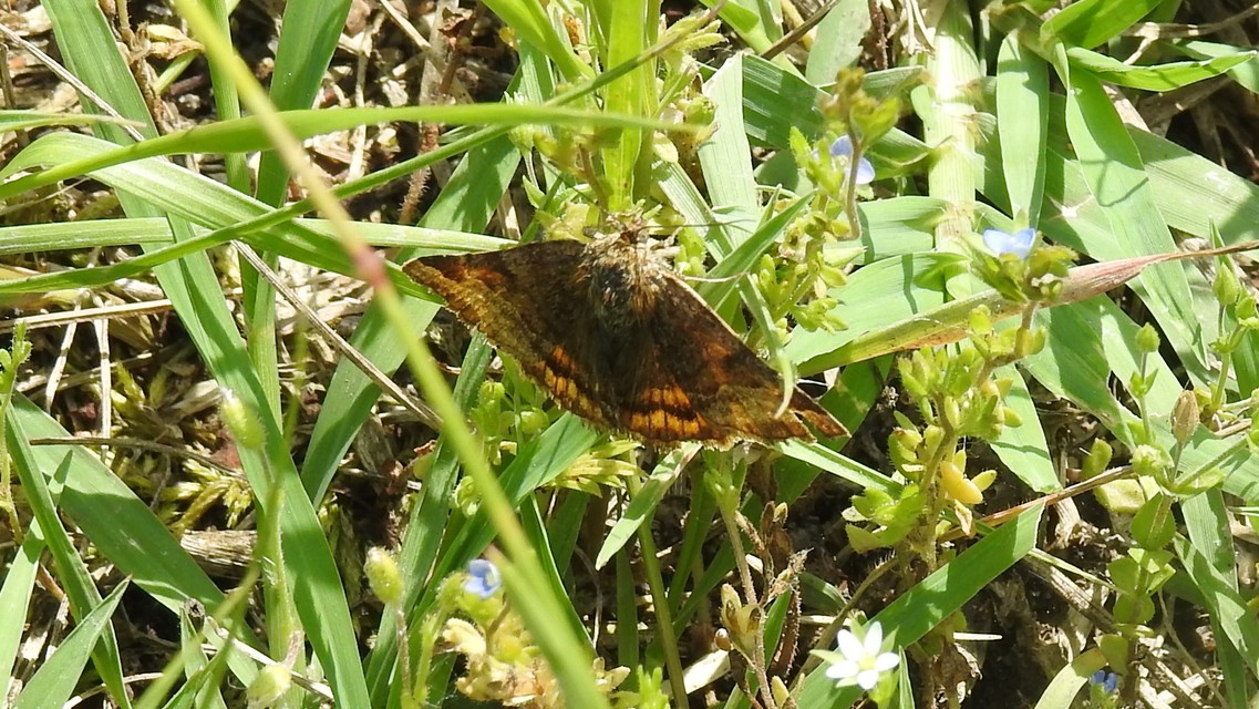 Euclidia glyphica - közönséges nappalibagoly