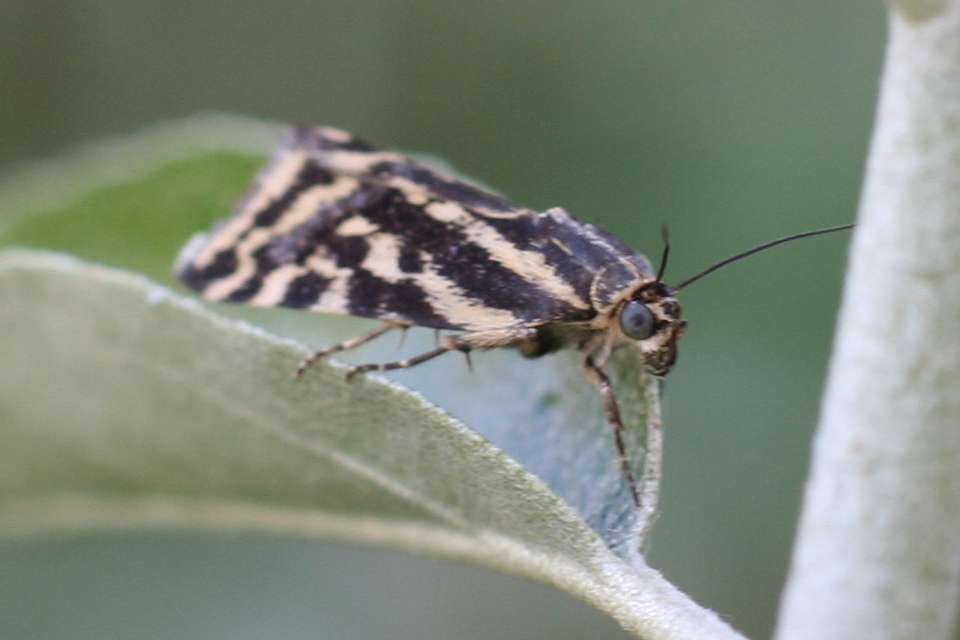 Emmelia trabealis - zebrabagoly