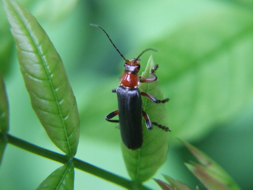 Cantharis livida - mezei lágybogár