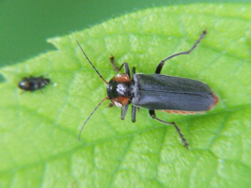 Cantharis fusca - közönséges lágybogár