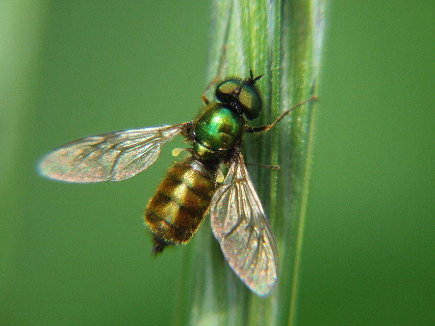 Chloromyia formosa - közönséges fémeslégy