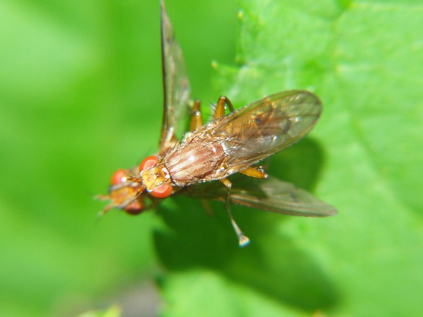 Sciomyzidae - szarvaslégyfélék