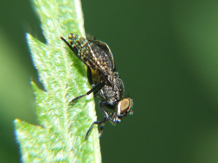 Platystoma