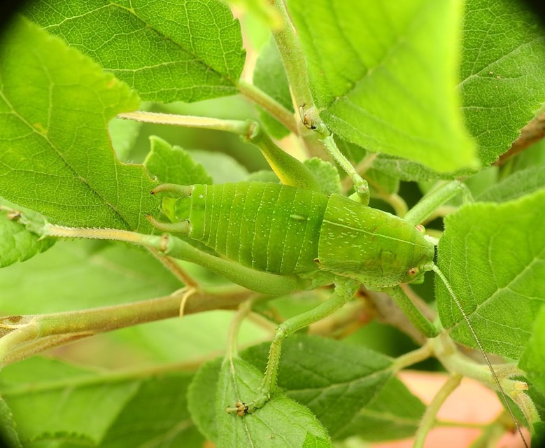 Polysarcus denticauda - fogasfarkú szöcske