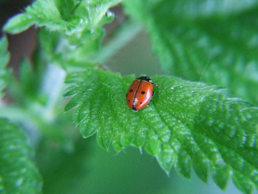 Hippodamia variegata - tizenhárompettyes katica