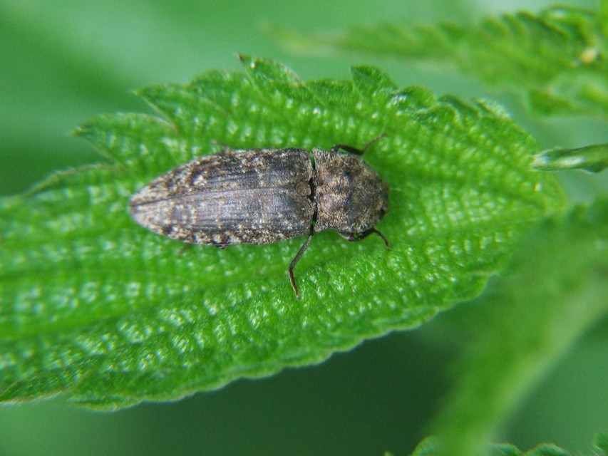 Agrypnus murinus - egérszínű pikkelyespattanó