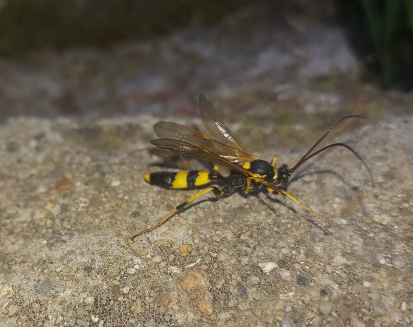 Ichneumoninae