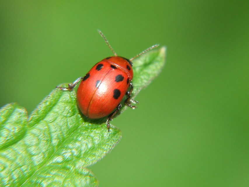 Gonioctena fornicata - közönséges lucernabogár