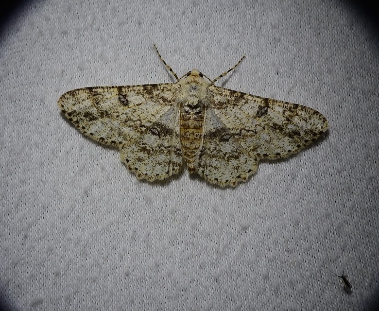 Ascotis selenaria - holdas faaraszoló