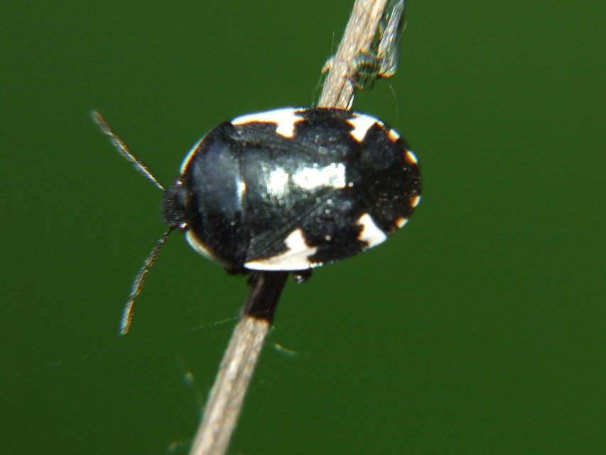 Tritomegas sexmaculatus - hatfoltos földipoloska