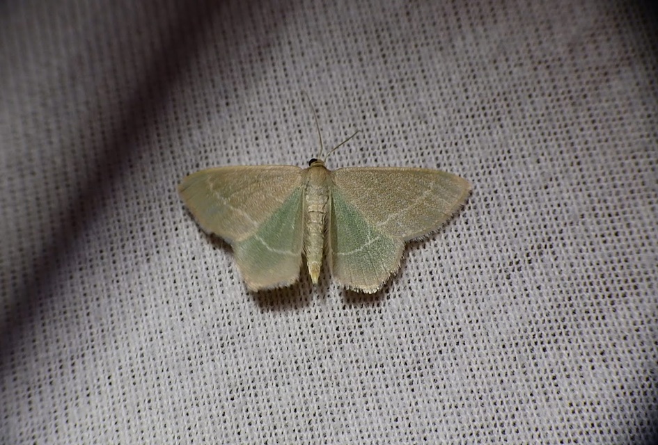 Chlorissa viridata/cloraria