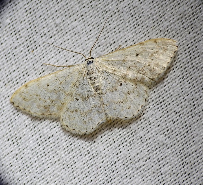 Scopula marginepunctata - pettyes sávosaraszoló
