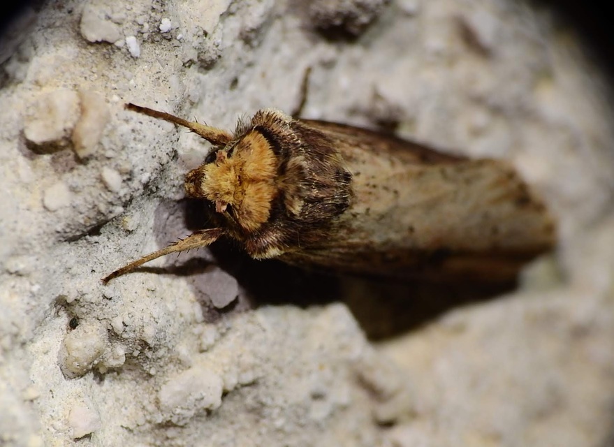 Axylia putris - vonalkás földibagoly