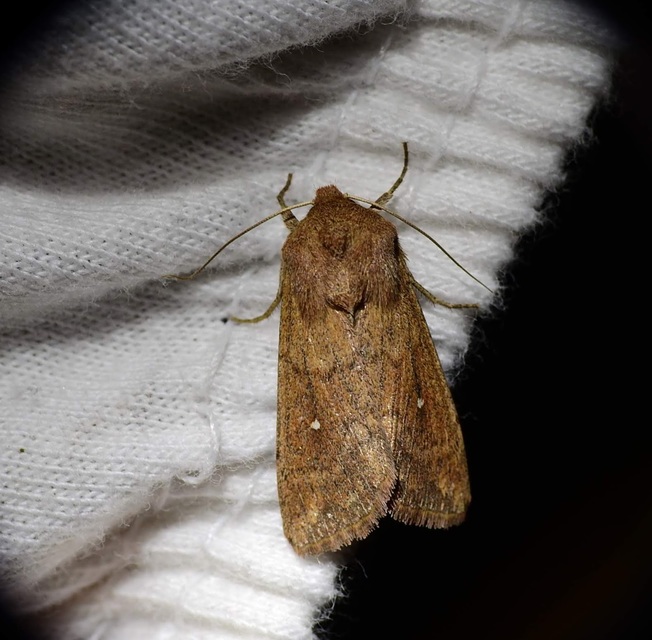 Mythimna albipuncta - fehérpettyes rétibagoly