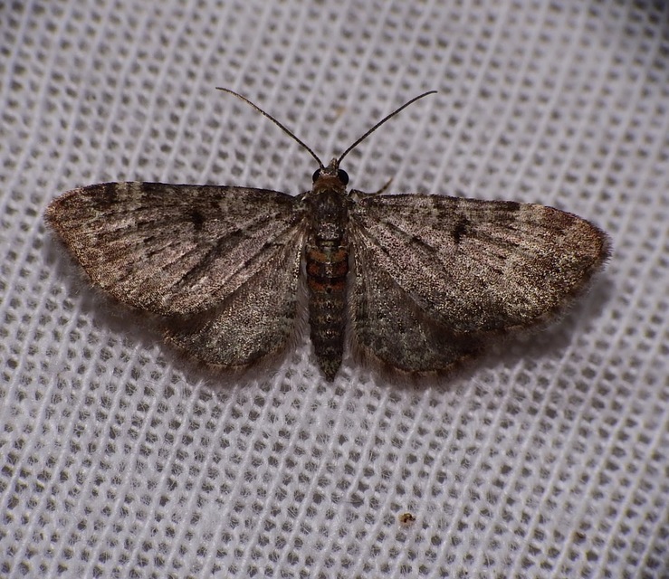 Pasiphila rectangulata - almavirág-araszoló