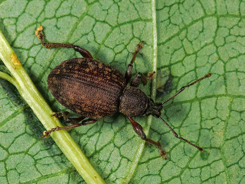 Dodecastichus