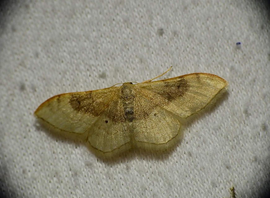 Idaea degeneraria - barnasávos araszoló