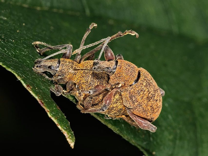 Dodecastichus