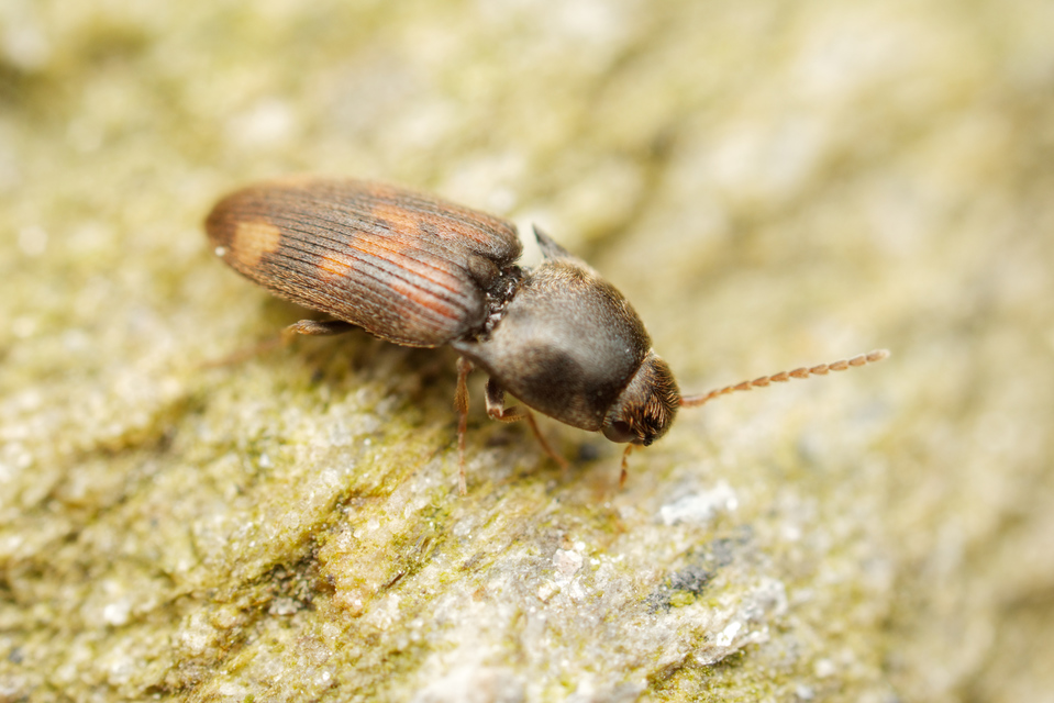 Drasterius bimaculatus - változékony pattanó