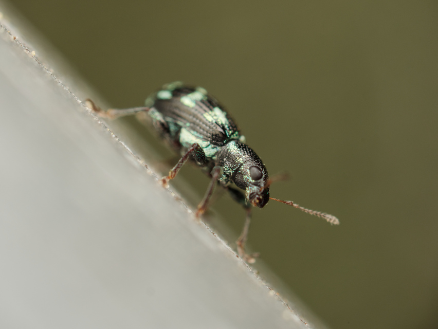 Polydrusus picus - pikkelyfoltos lombormányos