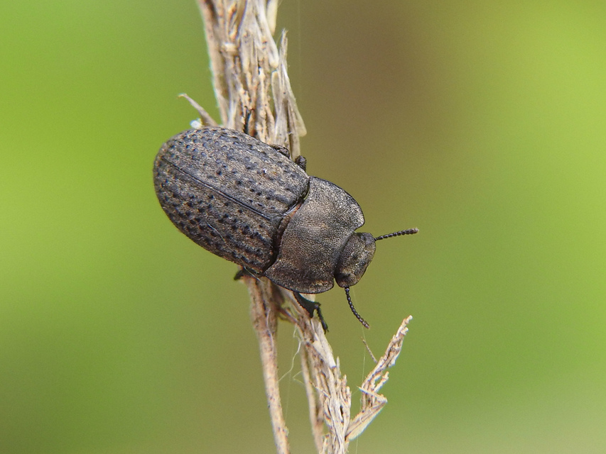 Opatrum sabulosum - sároshátú gyászbogár