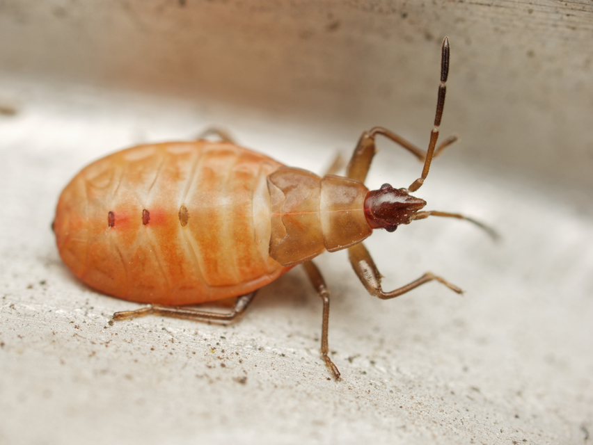 Gastrodes