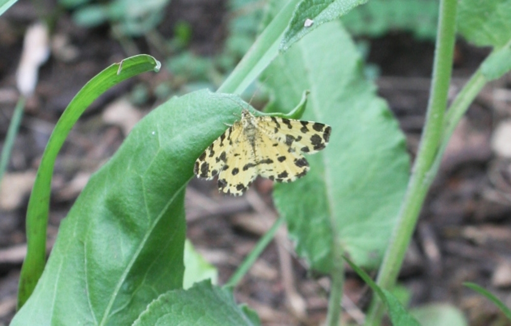 Pseudopanthera macularia - párducfoltos araszoló