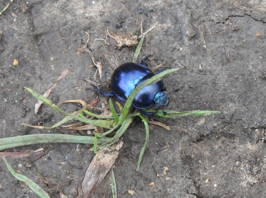Trypocopris vernalis - tavaszi álganéjtúró