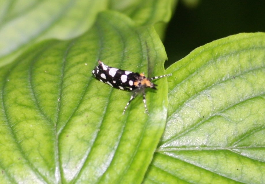 Euplocamus anthracinalis - fésűscsápú korhadékmoly