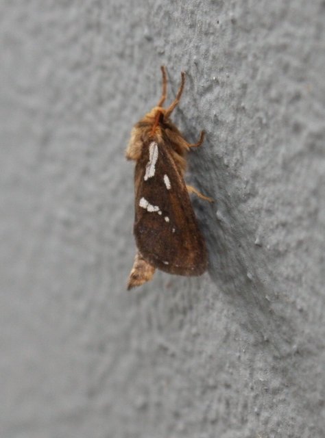 Korscheltellus lupulina - keleti gyökérrágólepke