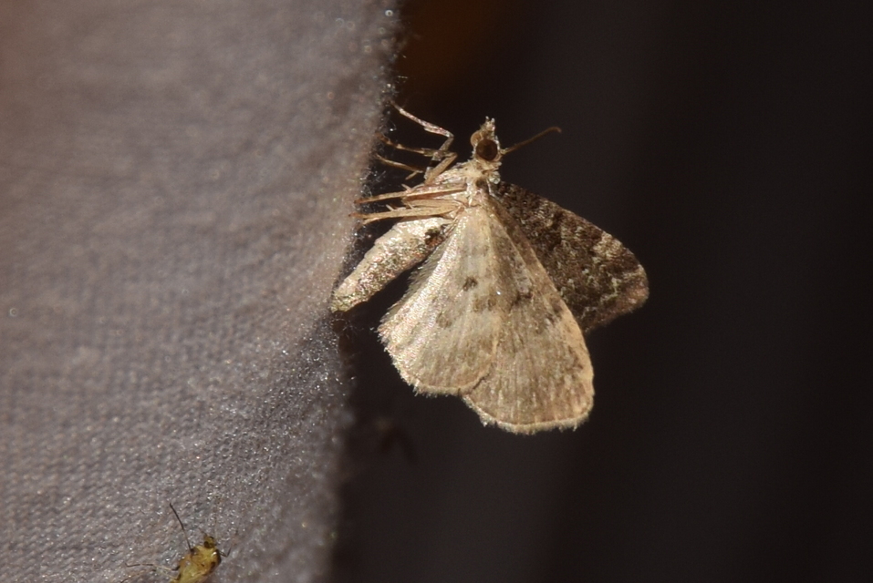 Pasiphila chloerata - hamvas törpearaszoló