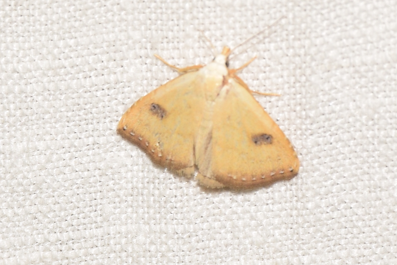 Rivula sericealis - selymes lórombagoly