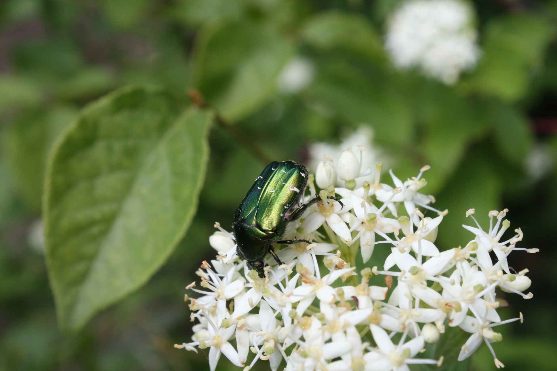 Cetonia aurata - aranyos virágbogár