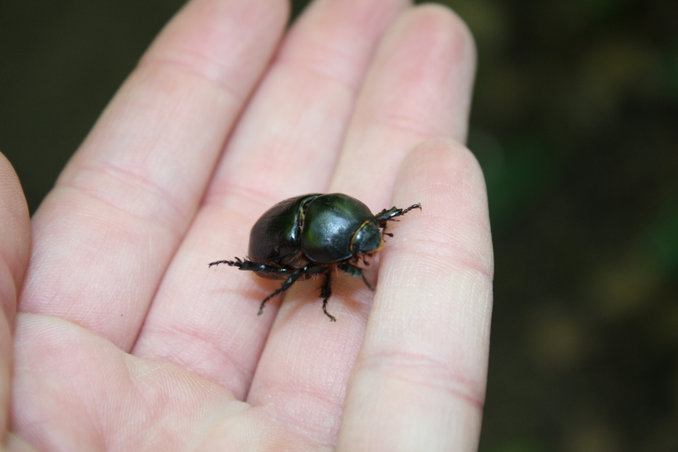Pentodon idiota - butabogár