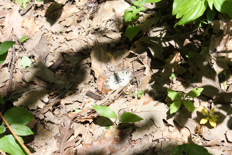 Parnassius mnemosyne - kis apollólepke