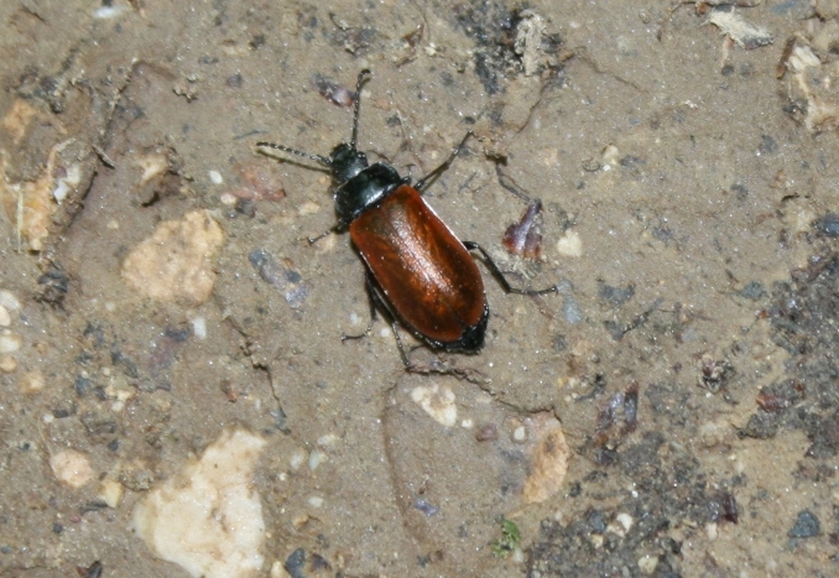 Omophlus rugosicollis - széles pejbogár Omophlus rugosicollis - széles pejbogár