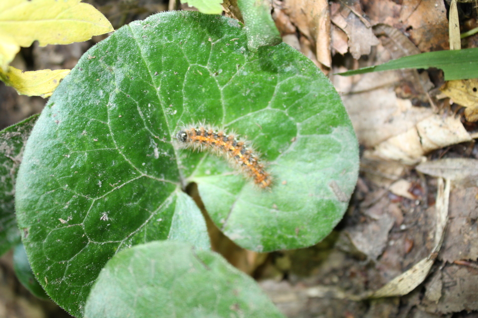 Euplagia quadripunctaria - csíkos medvelepke