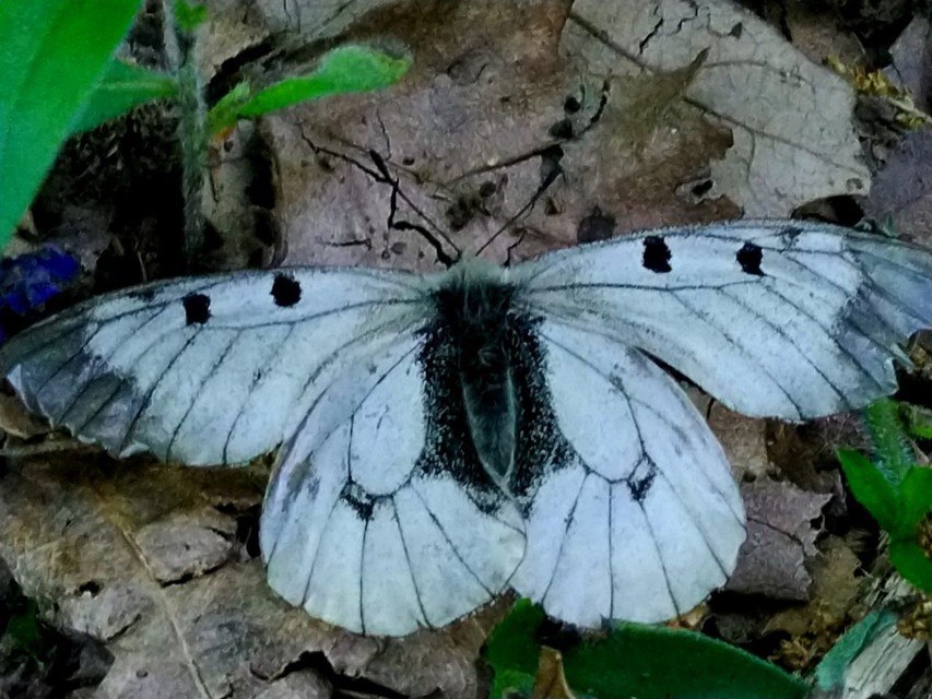 Parnassius mnemosyne - kis apollólepke