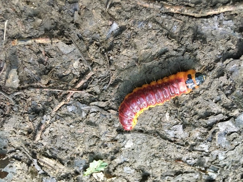 Cossus cossus - fűzfarontólepke