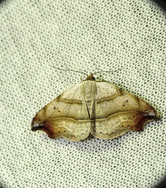 Laspeyria flexula - zuzmóbagoly