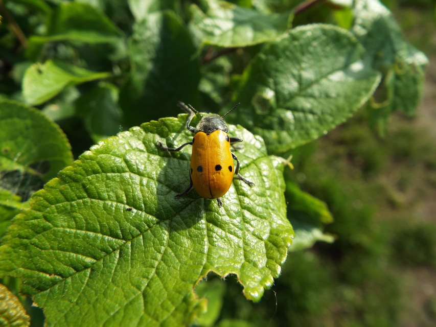 Lachnaia sexpunctata - szőrösnyakú zsákhordóbogár