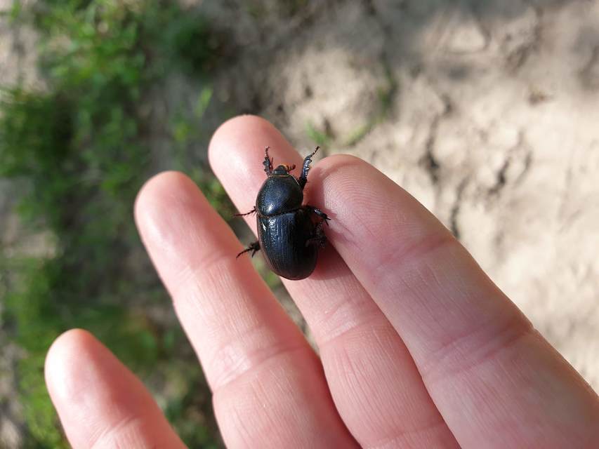 Pentodon idiota - butabogár